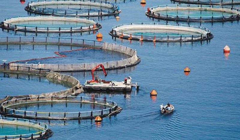 Προσφυγή από τους ιχθυοκαλλιεργητές  για την άδεια Ασφαλτικών στη Σαγιάδα