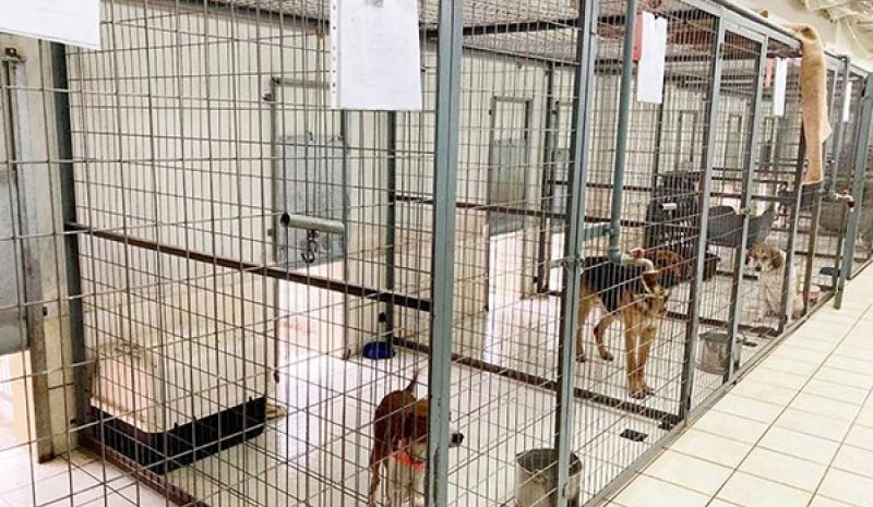 Φιλόξενη «στέγη» βρήκαν 617 αδέσποτα ζώα  
