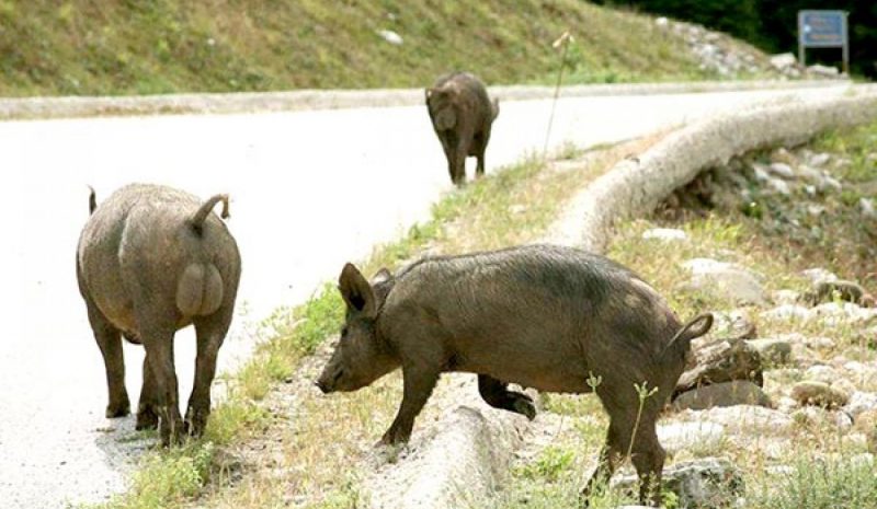 Οι εμπλουτισμοί «εκτίναξαν» τον  πληθυσμό των αγριογούρουνων! 