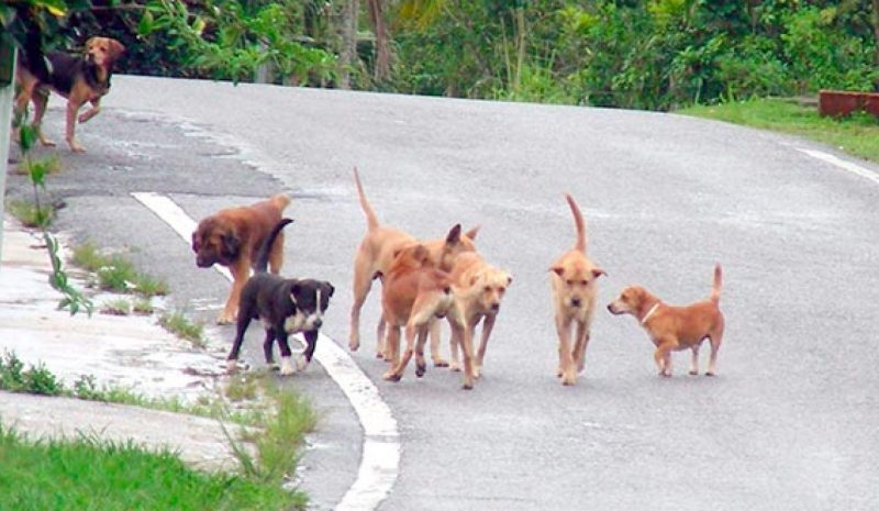 ΔΗΜΟΣ ΙΩΑΝΝΙΤΩΝ: Συνεργασία και περισσότερα  κονδύλια για τη διαχείριση των αδέσποτων ζωών…