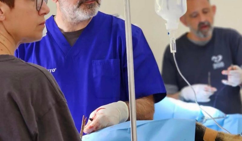 Στείρωση και φροντίδα  αδέσποτων σκυλιών