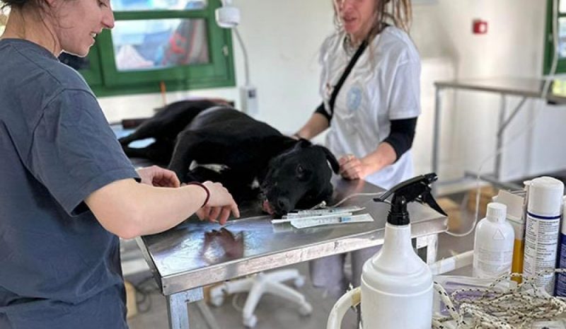 Άρχισε το πρόγραμμα στείρωσης, εμβολιασμού και σήμανσης αδέσποτων σκύλων του Δήμου Ζηρού