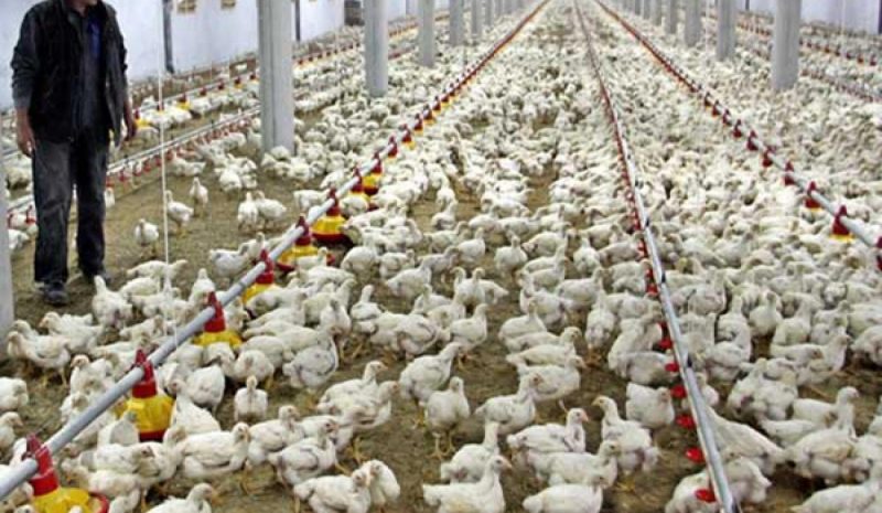Ισχυρός και ανθεκτικός ο κλάδος της πτηνοτροφίας 
