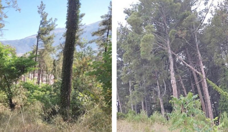 SOS ΓΙΑ ΤΟ ΔΑΣΥΛΛΙΟ ΙΩΑΝΝΙΝΩΝ!
