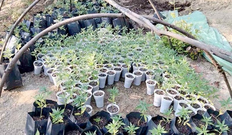 Φυτεία με 1.885 δενδρύλλια  χασίς στη Θεσπρωτία!