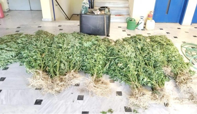 Με κάμερα επιτηρούσε φυτεία χασίς στην Άρτα!