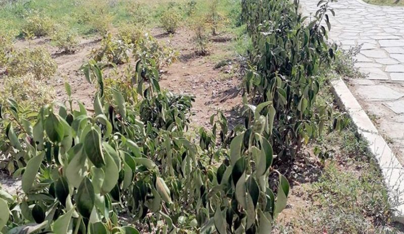 Τα «Plasmata» έφυγαν, όμως ξανά σε εγκατάλειψη η παραλίμνια περιοχή!