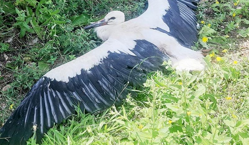Τραυματισμένος πελαργός από  Σούλι πήγε Αθήνα για περίθαλψη 