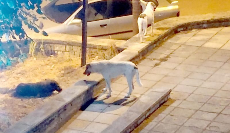 Μόνιμος… πονοκέφαλος τα αδέσποτα στα Γιάννενα