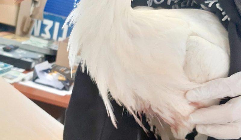 Πρώτες βοήθειες σε τραυματισμένο πελαργό στο Μαργαρίτι Θεσπρωτίας