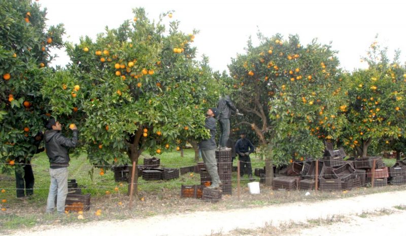 Ο «μαύρος αλευρώδης» εκτινάσσει το κόστος παραγωγής στα εσπεριδοειδή Άρτας 