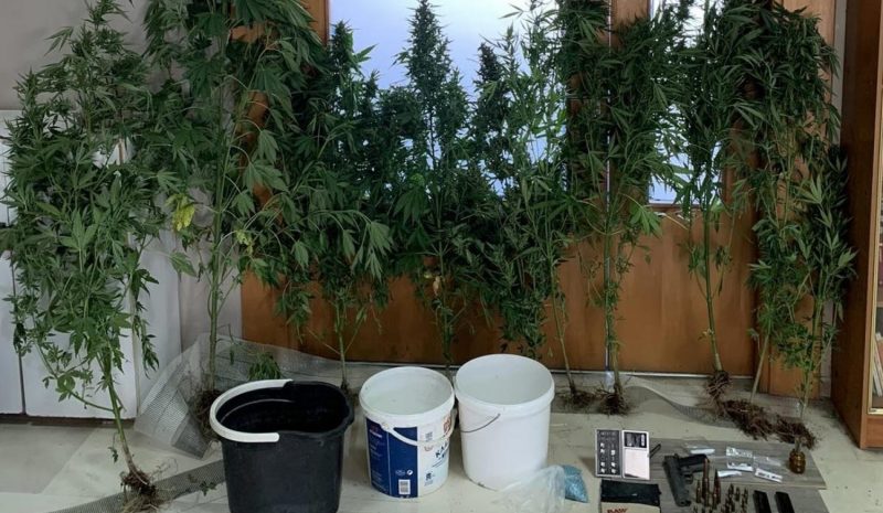  Καλλιεργούσαν δενδρύλλια χασίς μέσα σε θερμοκήπιο!