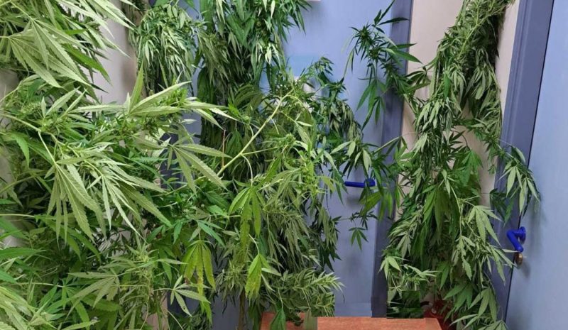 Καλλιεργούσε δενδρύλλια κάνναβης σε δασική έκταση