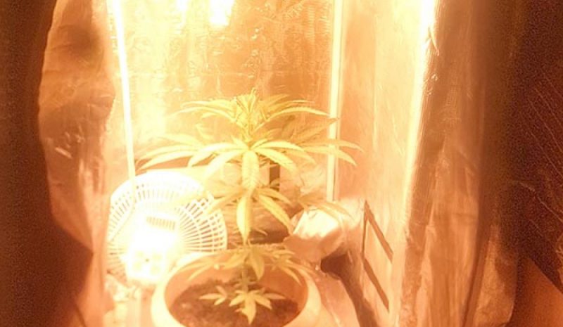Είχε στο σπίτι… εργαστήριο καλλιέργειας δενδρυλλίων!