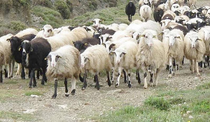  Επιθέσεις λύκων ρημάζουν  κοπάδια αιγοπροβάτων!  