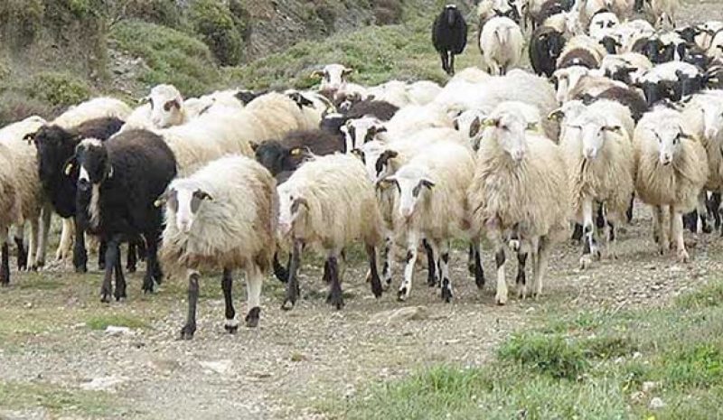  «Φόβος και τρόμος» οι λύκοι  για κοπάδια σ’ όλη την Ήπειρο