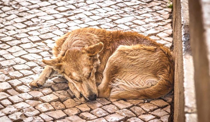 Έρχεται η ηλεκτρονική πλατφόρμα  υιοθεσίας αδέσποτων ζώων