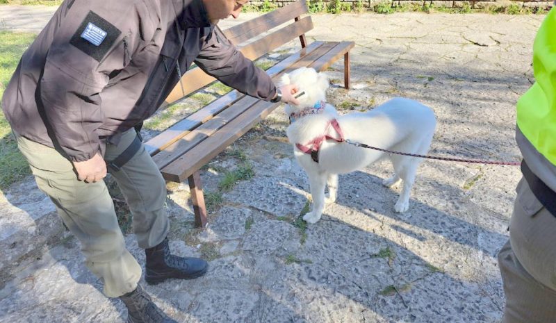  Πρώτοι έλεγχοι, πρώτες παραβάσεις για ζώα συντροφιάς στα Γιάννενα!