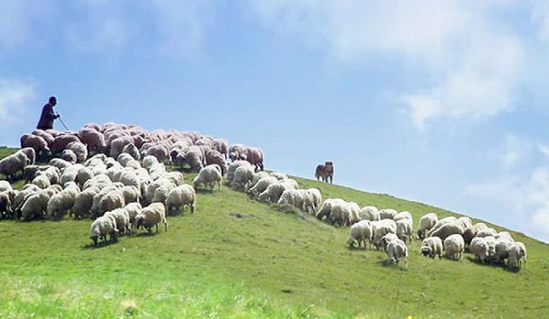 Και περιβαλλοντικά οφέλη από την ορθή διαχείριση των νεκρών ζώων