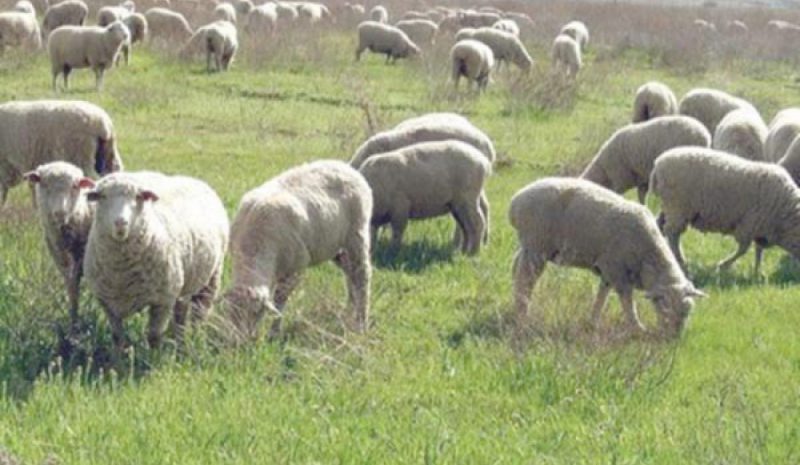 Τα Διαχειριστικά Σχέδια Βόσκησης  διαδικασία που λιμνάζει επί χρόνια…