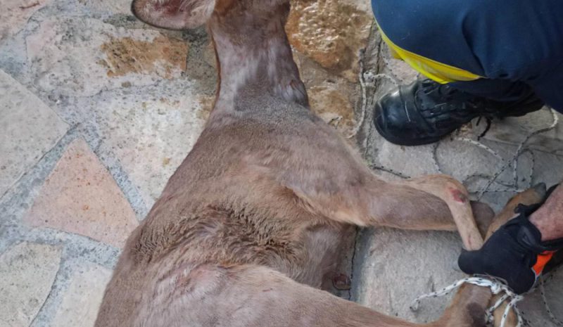 Συντονισμένη επιχείρηση για  τον απεγκλωβισμό ζαρκαδιού!