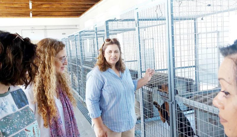 «Αποδίδουν οι προσπάθειες για  τα αδέσποτα στα Γιάννενα…»