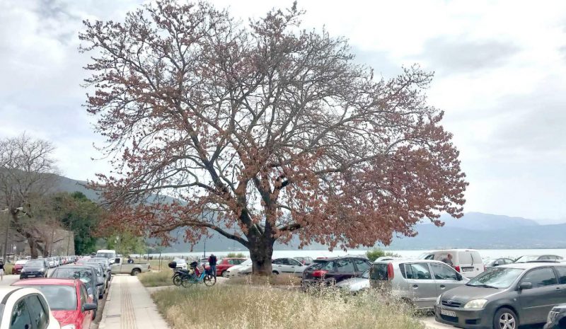 Απώλειες σε πλατάνια μετράει ξανά το Λεκανοπέδιο Ιωαννίνων!