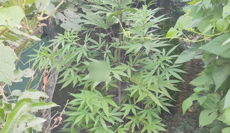 Καλλιεργούσε 11 δενδρύλλια κάνναβης  σε δασώδη περιοχή κοντά στο σπίτι του 
