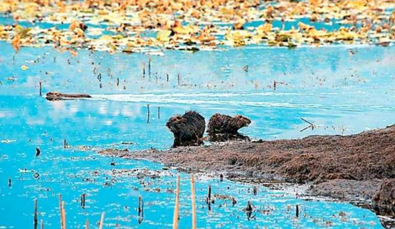  Απειλείται με αφανισμό  η «λίμνη με τα νούφαρα» 