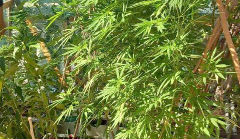 Καλλιεργούσε κάνναβη σε γλάστρες στο μπαλκόνι του στη Θεσπρωτία!