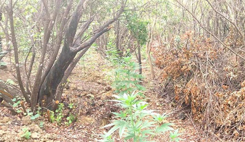 Μεγάλη φυτεία κάνναβης κοντά στα ελληνοαλβανικά σύνορα!