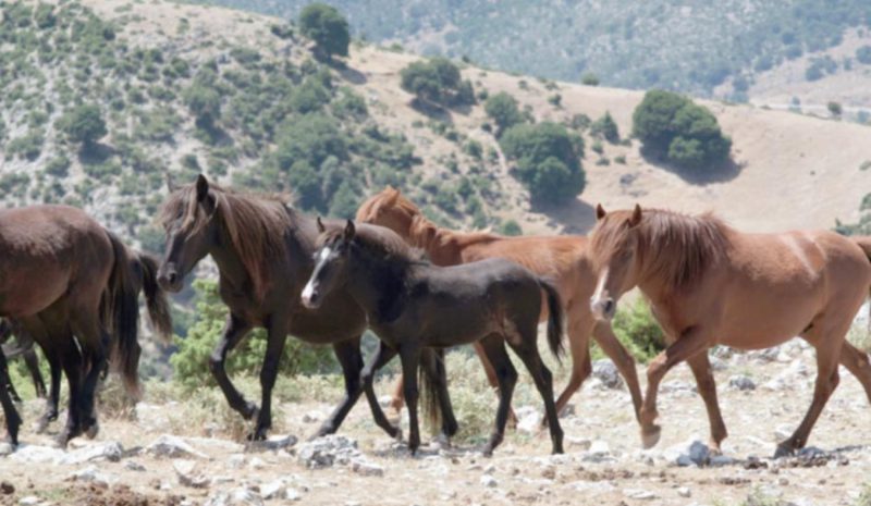 Επιδοτείται η διατήρηση απειλούμενων  αυτόχθονων φυλών αγροτικών ζώων
