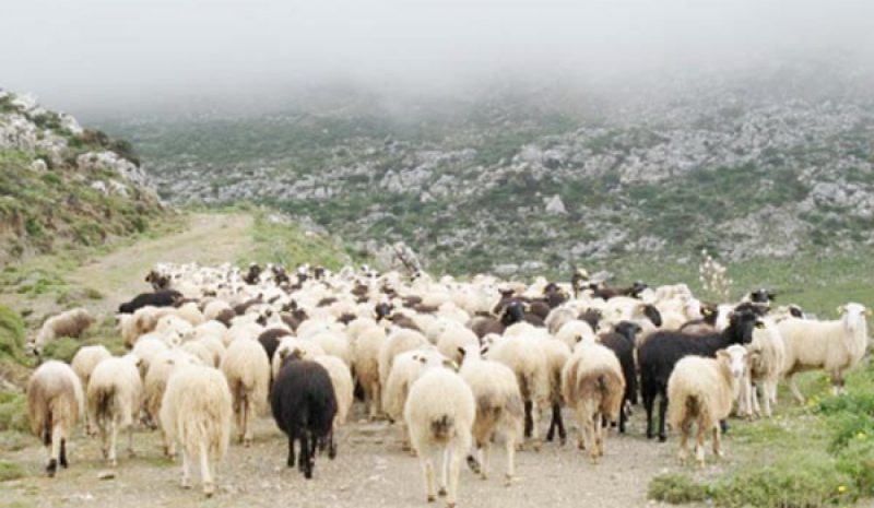 ΠΑΝΩΛΗ: Τι ισχύει για τις  μετακινήσεις αιγοπροβάτων