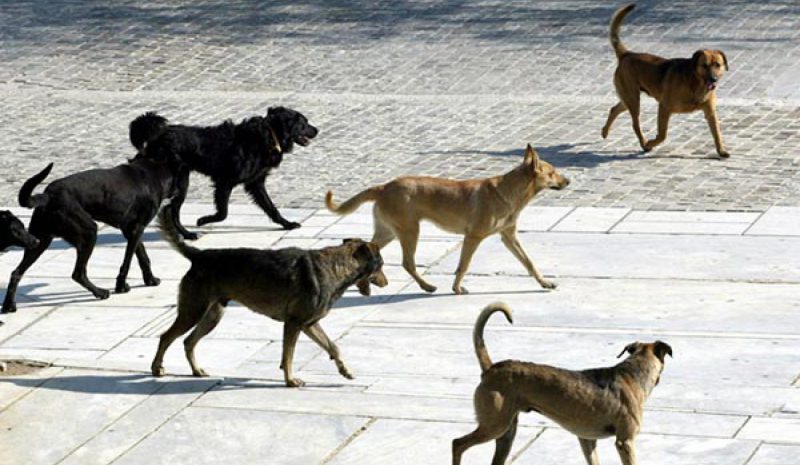Άλλη μία επίθεση από αδέσποτα σκυλιά