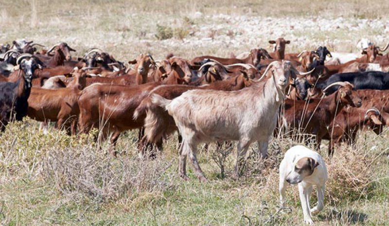 Το Τμήμα Γεωπονίας στο συνέδριο της Ελλην. Ζωοτεχνικής Εταιρείας