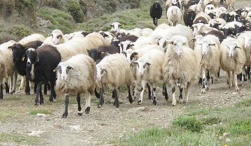 Απαγορεύτηκε για 10 ημέρες η μετακίνηση  και η σφαγή αιγοπροβάτων σε όλη τη χώρα