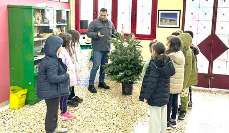 Φυσικά έλατα στις αυλές σχολείων των Ιωαννίνων