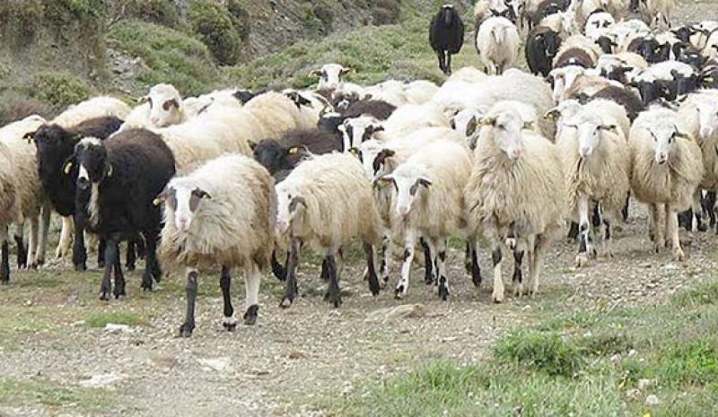 Μέτρα τώρα για τη στήριξη της Αιγοπροβατοτροφίας!