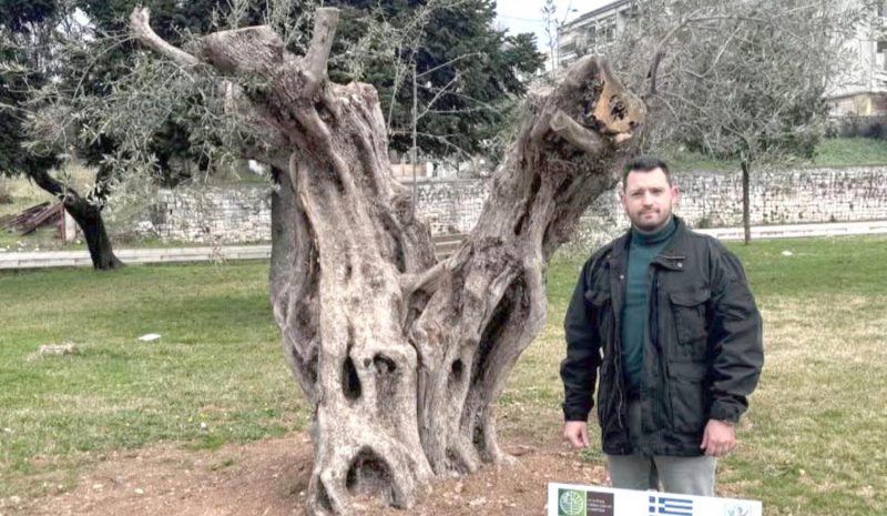 Έξι μεγάλες ελιές στολίζουν  κεντρικά σημεία στα Γιάννενα!