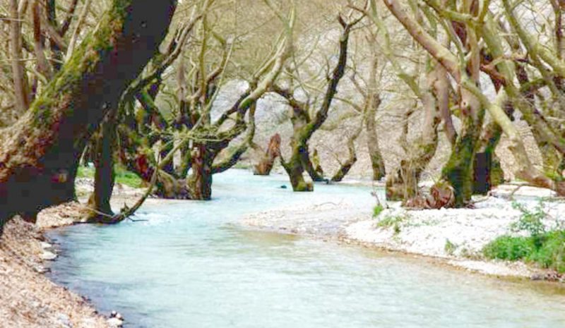 Μοντέλο μηχανικής μάθησης αναγνωρίζει τα πλατάνια που προσβλήθηκαν από μύκητα!