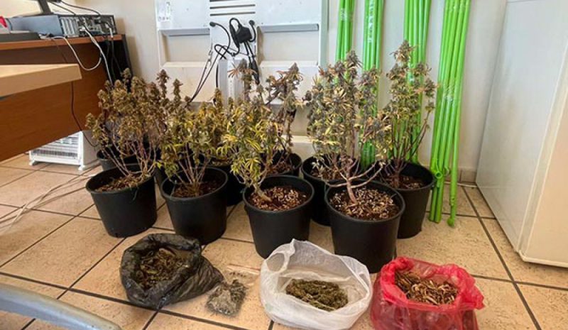 Καλλιεργούσε δενδρύλλια  κάνναβης σε γλάστρες!