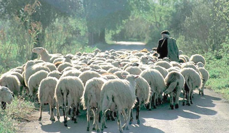 Συστήνεται Ειδική Επιτροπή για την  διαχείριση της ευλογιάς των προβάτων 