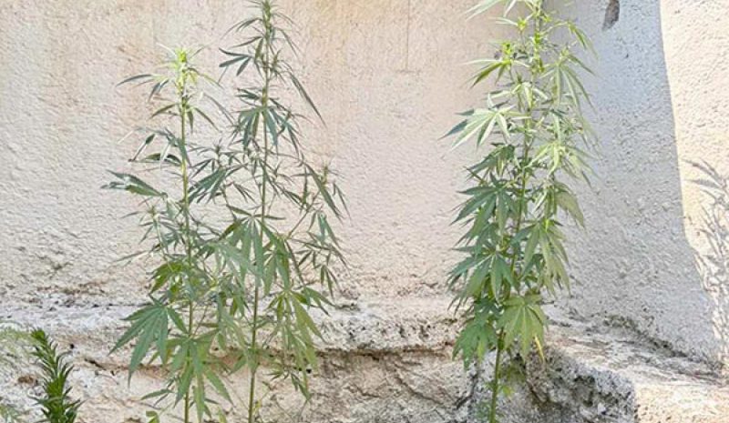 Καλλιεργούσε δενδρύλλια κάνναβης  στην αυλή του σπιτιού του!