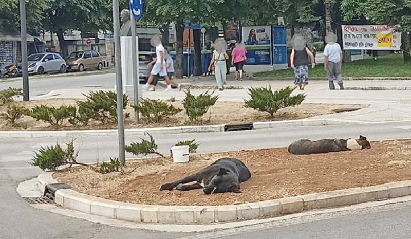 Δεν έχουμε πρόβλημα με τα αδέσποτα, αλλά με τους… δεσποτάδες των ΟΤΑ! 
