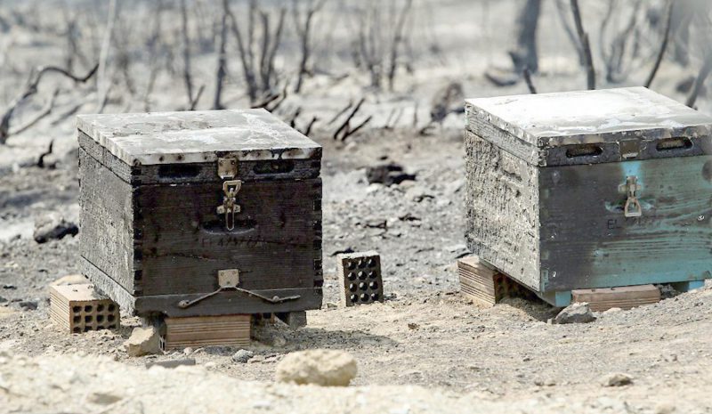 «Καμπανάκι κινδύνου» για την  Μελισσοκομία στην Ήπειρο!