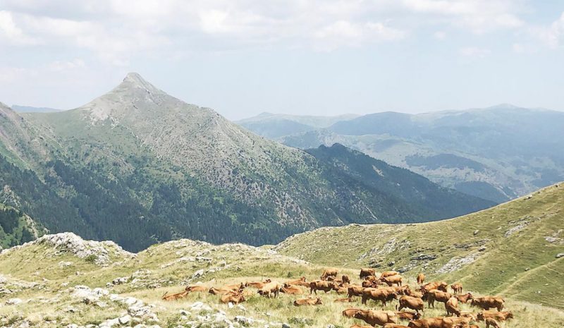Πρωτοβουλία για την αναζωογόνηση  Αγροτικών περιοχών της Πίνδου  