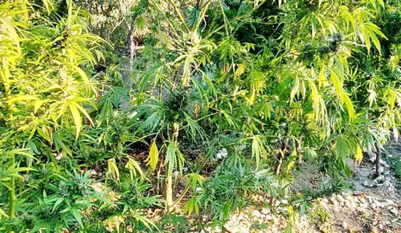 Μεγάλη χασισοφυτεία σε δύσβατη  περιοχή της Αγίας Μαρίνας Πωγωνίου
