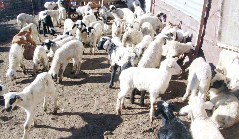 Μετέφεραν 45 αρνιά για σφαγή χωρίς τα απαιτούμενα χαρτιά!