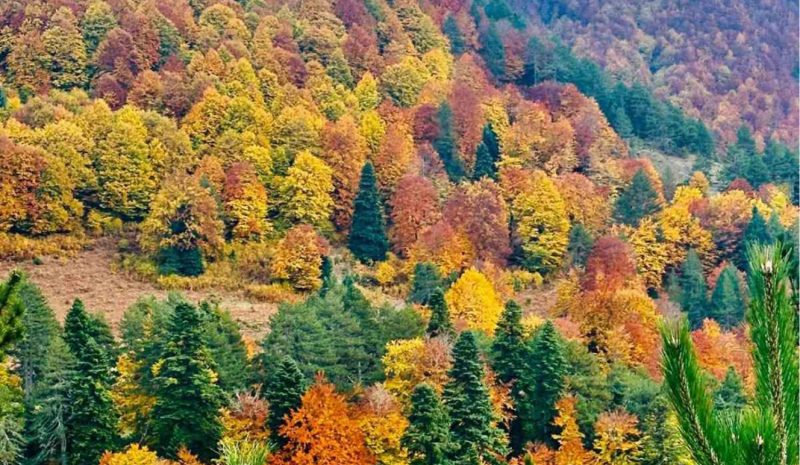 Δράσεις στην Ήπειρο για την Παγκόσμια Ημέρα Δασοπονίας  