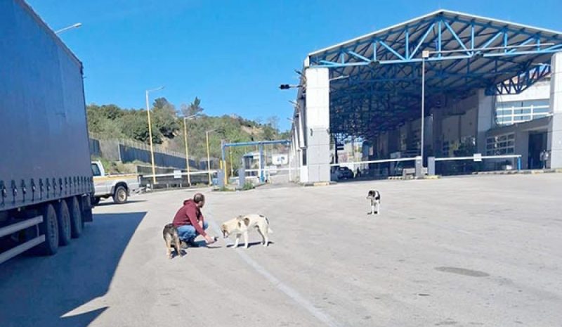 Δ. ΠΩΓΩΝΙΟΥ: Στοχευμένες δράσεις  για την διαχείριση αδέσποτων ζώων